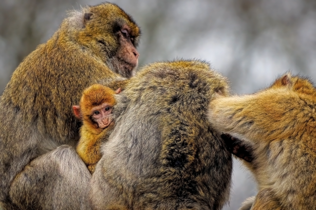 Understanding Baby Sleeping Positions Safety: A Guide for New Parents