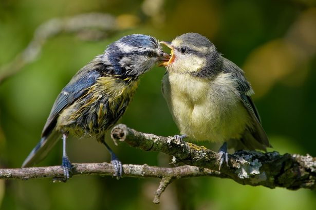 Choosing the Best Baby Diaper Bag Backpack for Effortless Travel